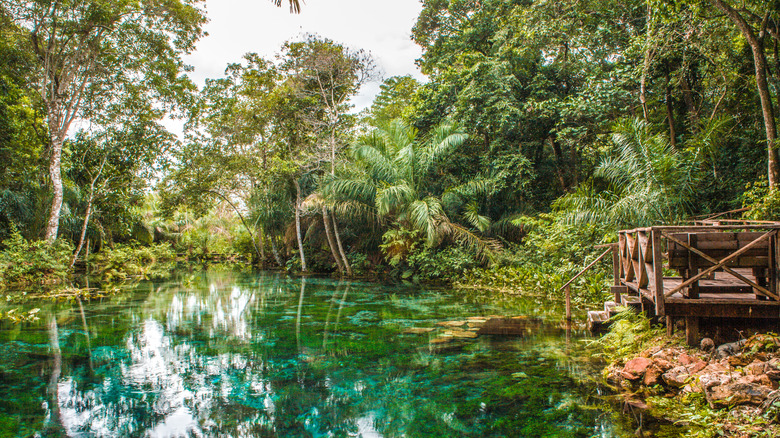 L'eau turquoise de la rivière Sucuri entourée d'une végétation abondante à Bonito, au Brésil,