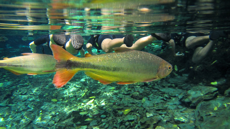 Poisson et plongeur en apnée nageant dans l'eau claire de la rivière Sucuri à Bonito, au Brésil,