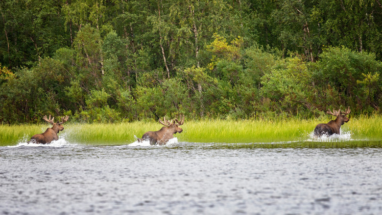 Trois orignaux traversant une rivière en Suède