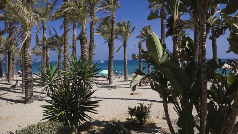 Arbres encadrant une plage et des amateurs de plage à Torremolinos