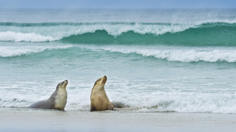 Deux lions de mer sur la plage sur l'île Kangaroo
