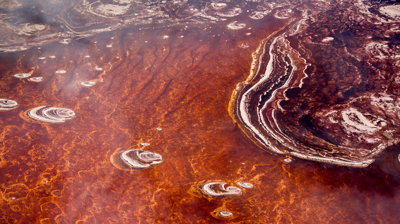 Vue des eaux cramoisies du lac Natron