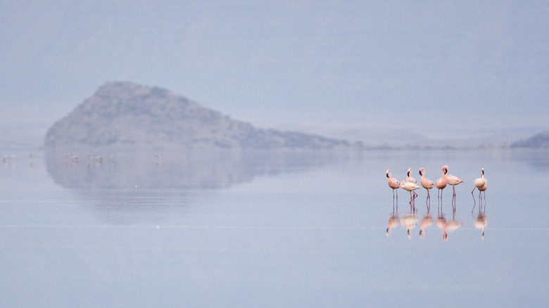 Flamingos marchant sur la surface en miroir du lac Natron, en Tanzanie