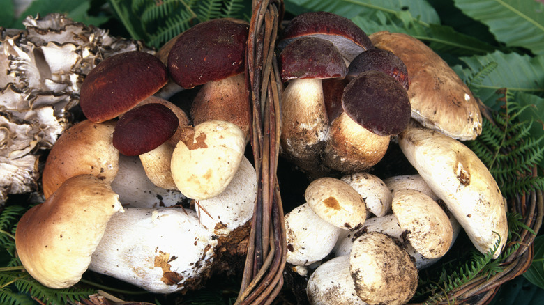 Champignons porcini dans un panier