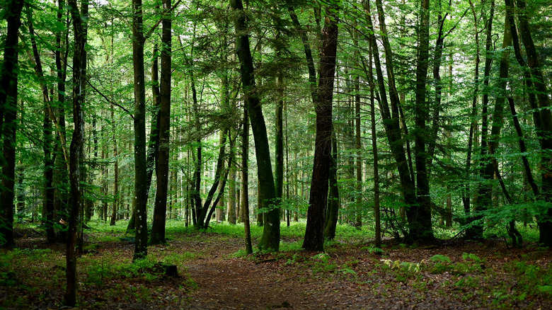 Arbres verdoyants dans la forêt de Bellême