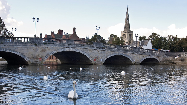Bedford, Angleterre, pont avec des cygnes dans la rivière