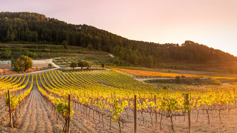Vignoble à Penedes