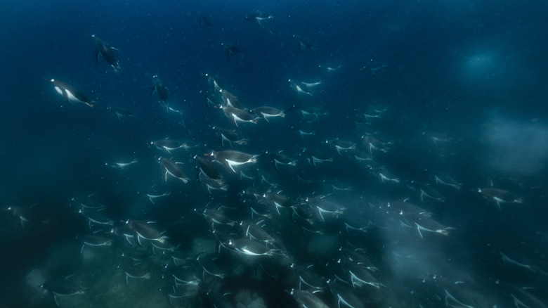 Groupe de pingouins nageant sous l'eau