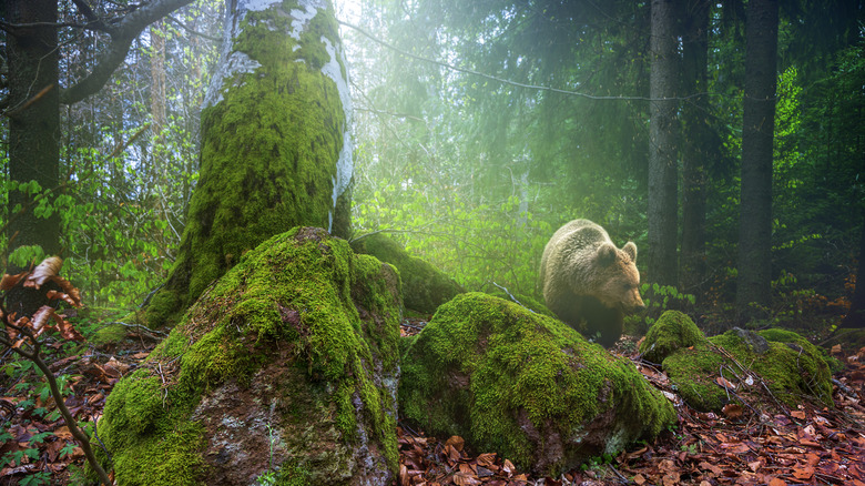 Les ours bruns peuvent être repérés le long des montagnes Fagaras en Roumanie