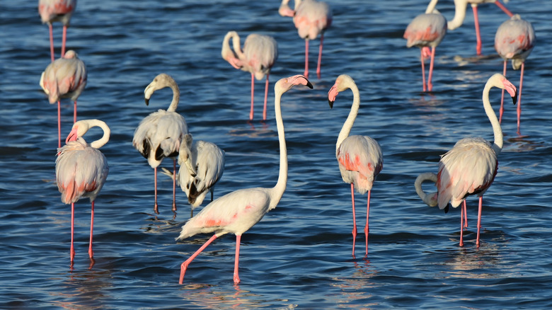 Flamingos roses dans un marais salant à Hyères