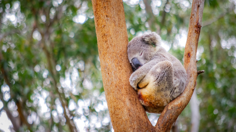 Un koala endormi niché dans les branches d'un gomme à l'hôpital Koala à Port Macquarie