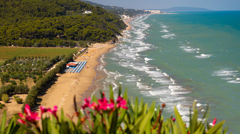 Vue côtière aérienne de la côte adriatique près de Vico del Gargano, en Italie avec des fleurs floues au premier plan et des parasols sur une section de la plage.