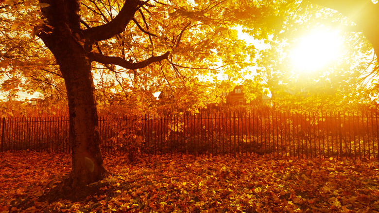 La lumière du soleil brille à travers des feuilles dans un parc à Airdrie, en Écosse
