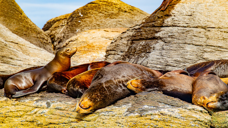Sea Lions bronzer sur les rochers d'une île du parc marin national de Loreto Bay.