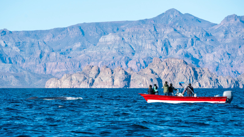 Un petit bateau de pêche plein de gens qui regardent une brèche baleine dans la baie de Loreto.