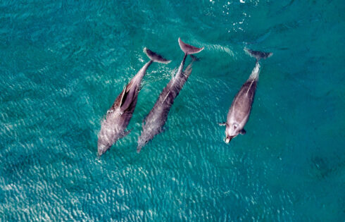 Cette destination éco-touristique sous-estimée à Baja California Sur fait partie de «l'Aquarium du monde»