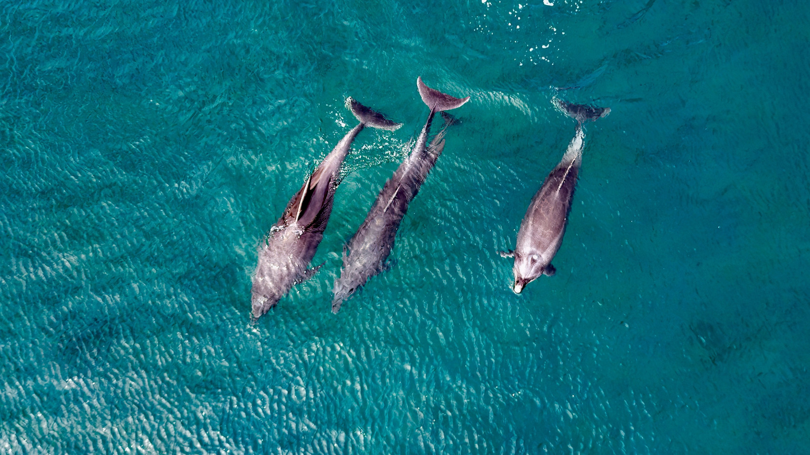 Cette destination éco-touristique sous-estimée à Baja California Sur fait partie de «l'Aquarium du monde»