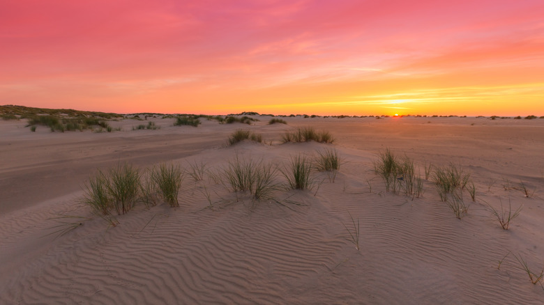 Dunes de sable sur l'île de Texel