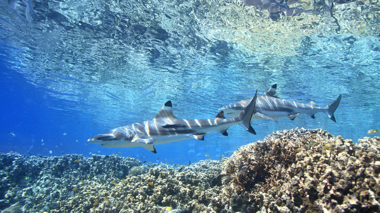 Deux requins de récif Blacktip nageant au-dessus d'un récif corallien dans le lagon de Marovo dans les îles Salomon pendant la journée