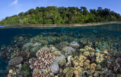 Le plus grand lagon d'eau salée au monde se trouve dans un paradis tropical vierge plein de requins dociles semblables à un chiot