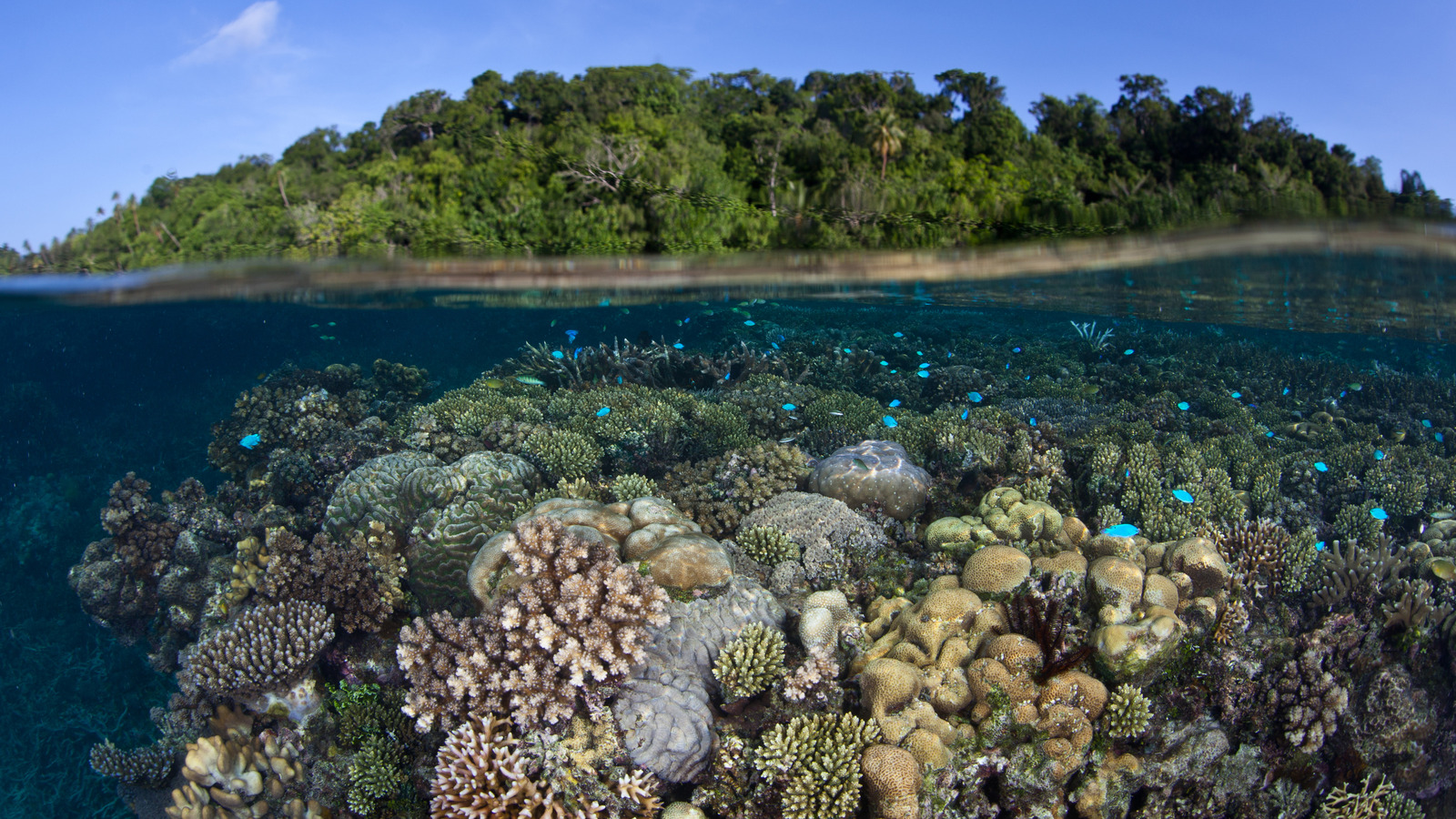 Le plus grand lagon d'eau salée au monde se trouve dans un paradis tropical vierge plein de requins dociles semblables à un chiot