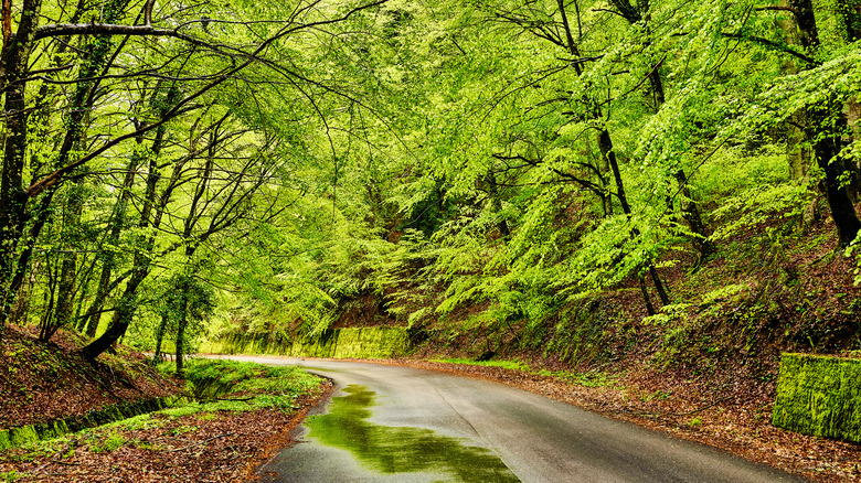 Arbres ombragés surplombant un chemin à Foresta Umbra, Gargano
