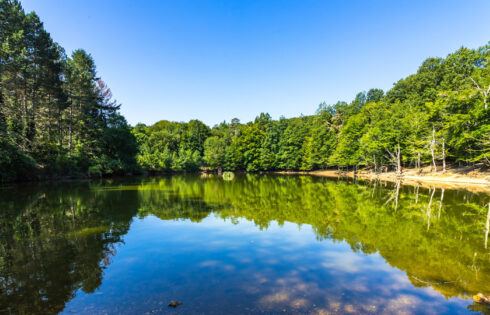 La forêt la plus biodiversée de l'Italie est un charmeur secret avec des arbres anciens, de la faune et de la flore méditerranéenne