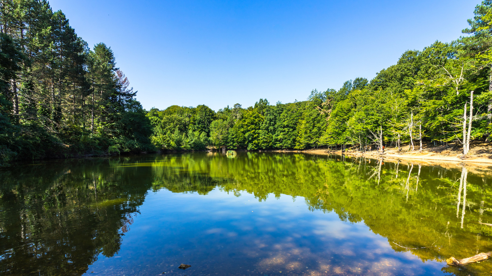 La forêt la plus biodiversée de l'Italie est un charmeur secret avec des arbres anciens, de la faune et de la flore méditerranéenne