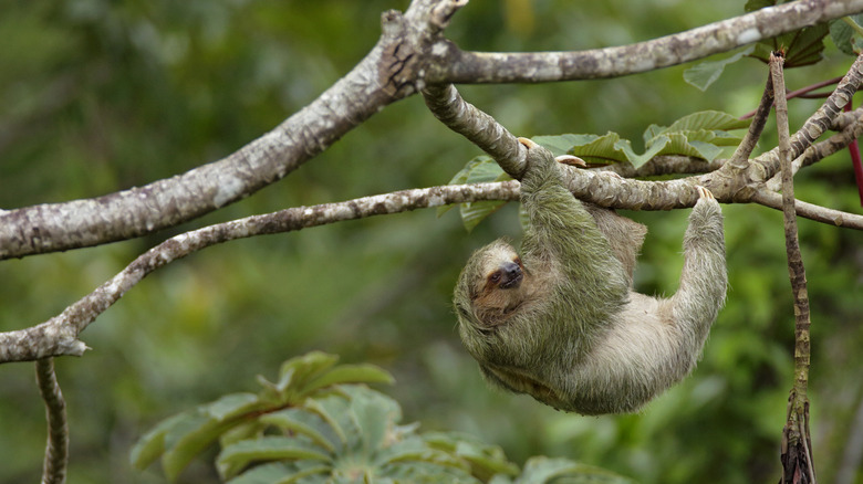 Le paresseux à trois tours du Costa Rica fait partie de la faune et de la biodiversité abondantes
