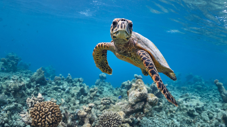 Bébé tortue de mer nageant dans l'océan