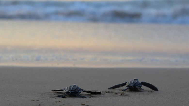 Les tortues en cuir bébé rampent vers la mer