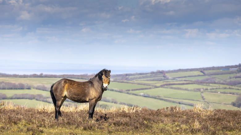 Un poney exmoor sauvage errant les collines