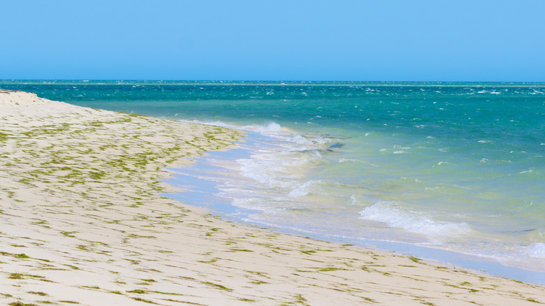 Une plage sur l'île Armona