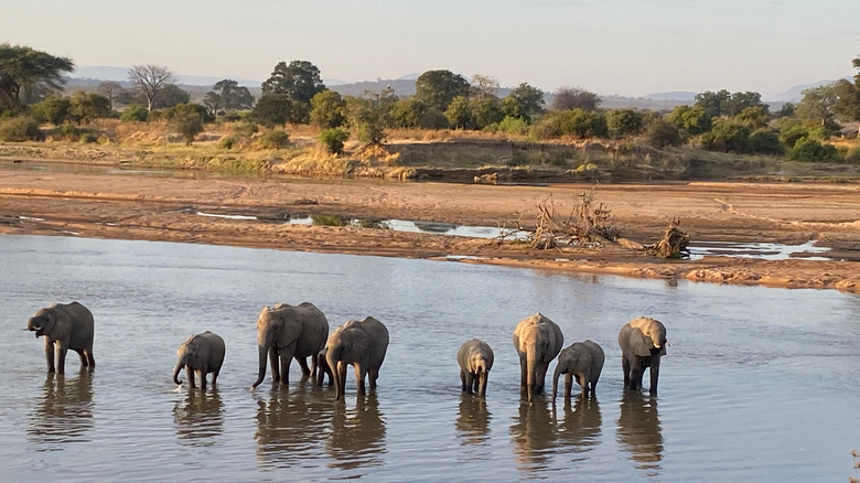 Éléphants traversant la grande rivière Ruaha