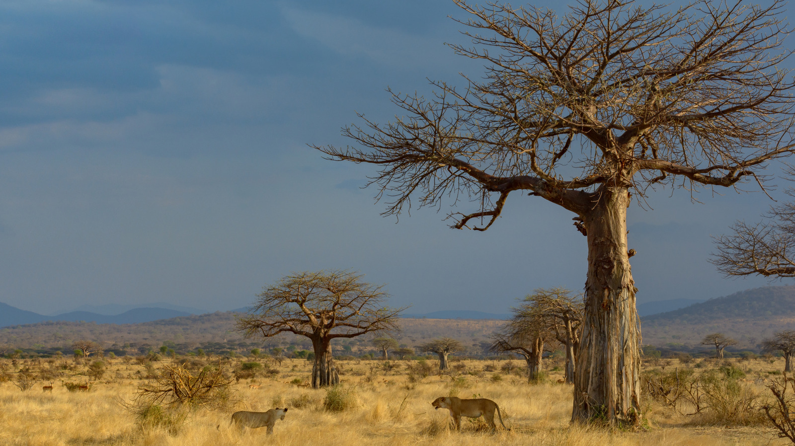 L'un des parcs nationaux les plus sous-estimés de l'Afrique de l'Est est une destination de safari sous-estimée extrêmement sous-estimée