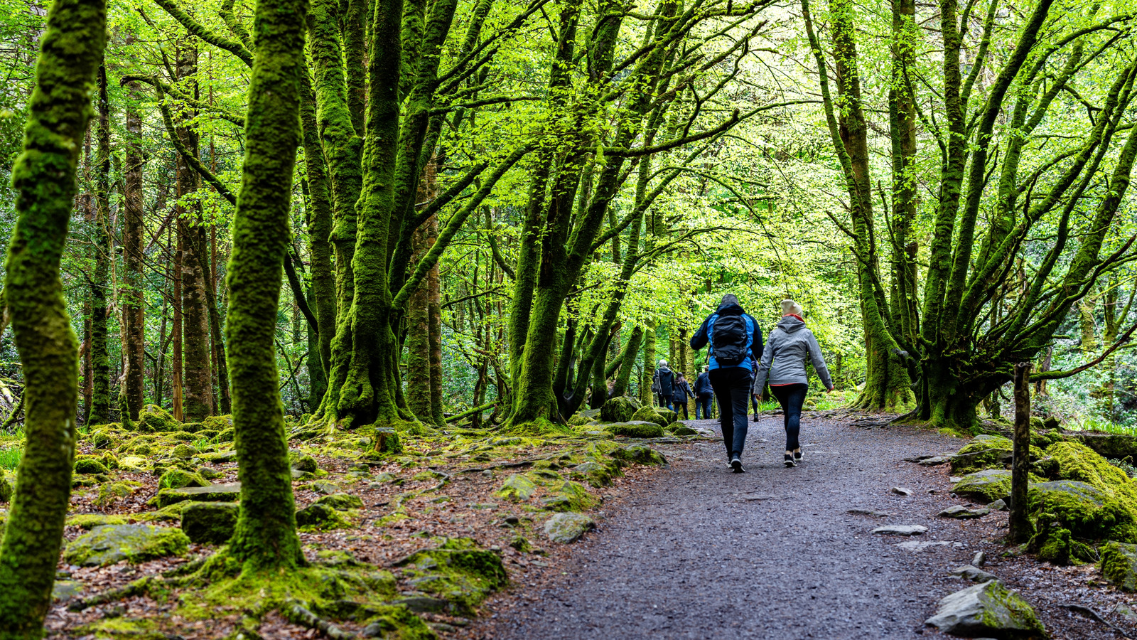 Le parc national de Killarney iconique d'Irlande a complètement interdit un article qui affecte votre café du matin
