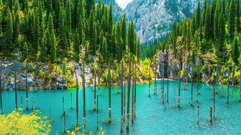 Arbres entourant les eaux bleues vierges du lac Kaindy dans la région d'Almaty au Kazakhstan