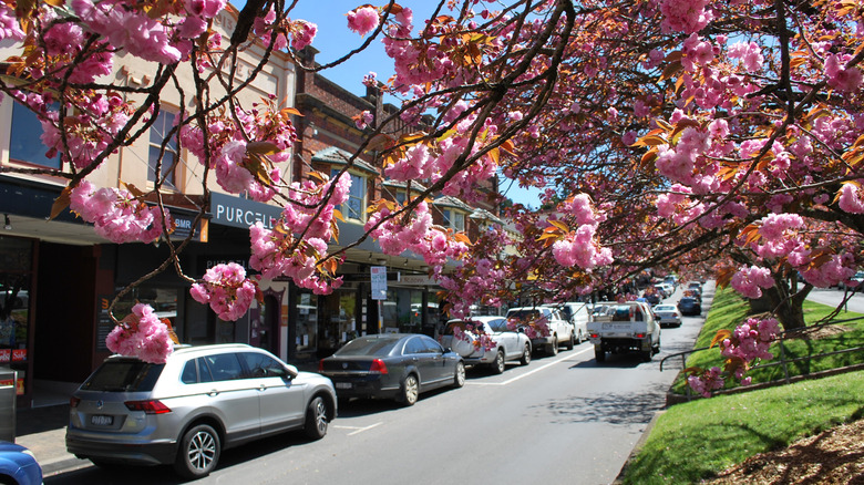 Cherry Blossoms à Leura, Australie
