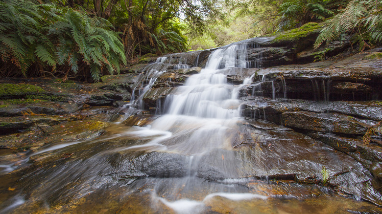Une petite cascade dans une forêt