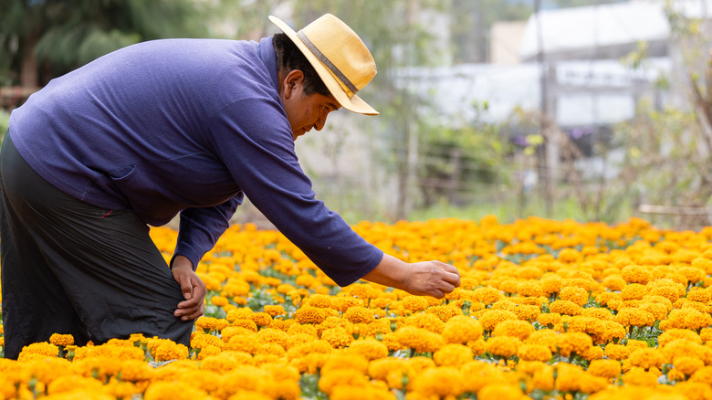 Agriculteur s'occupant de fleurs dans un jardin flottant à xochimilco