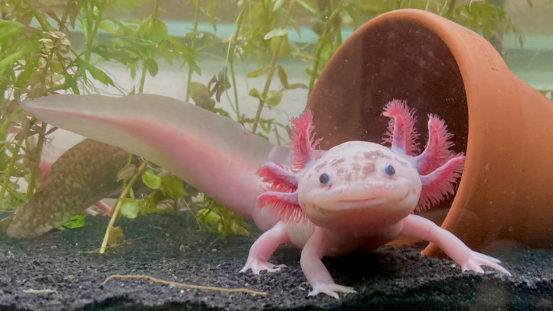 L'Axolotl en voie de disparition, une espèce endémique à Xochimilco