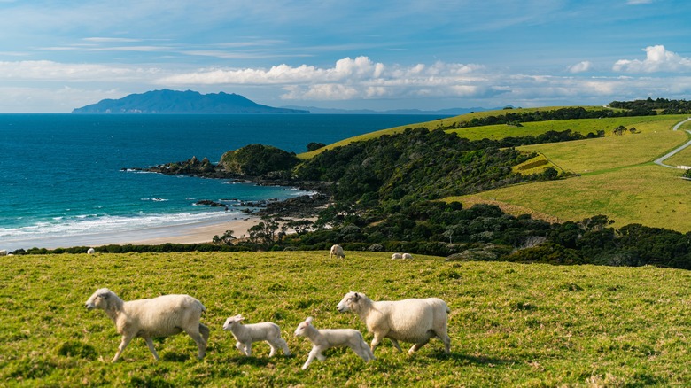 Une famille de moutons coulant dans les collines du parc régional de Tāwharanui avec l'océan en arrière-plan