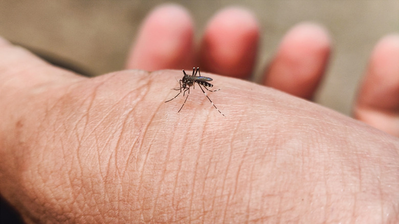 Moustique avec des jambes à rayures blanches assises sur la main d'une personne