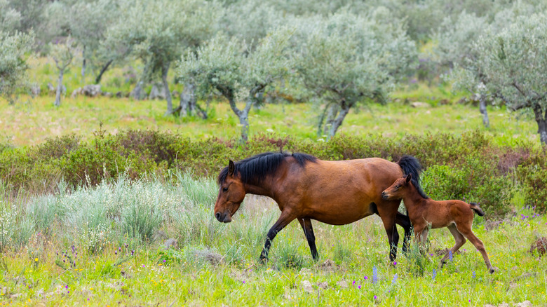 Des chevaux sauvages traversent une prairie dans un Olive Grove dans la grande vallée de Côa, au Portugal,