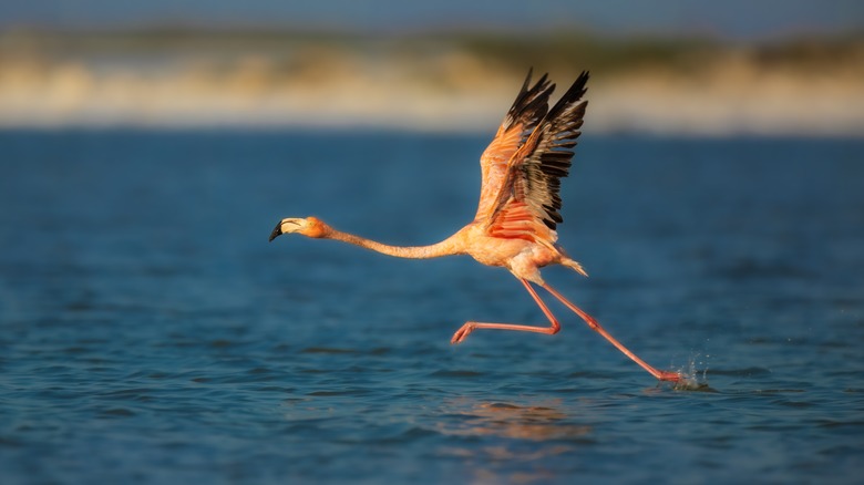Flamingo prenant son envol depuis les sel de Celestun