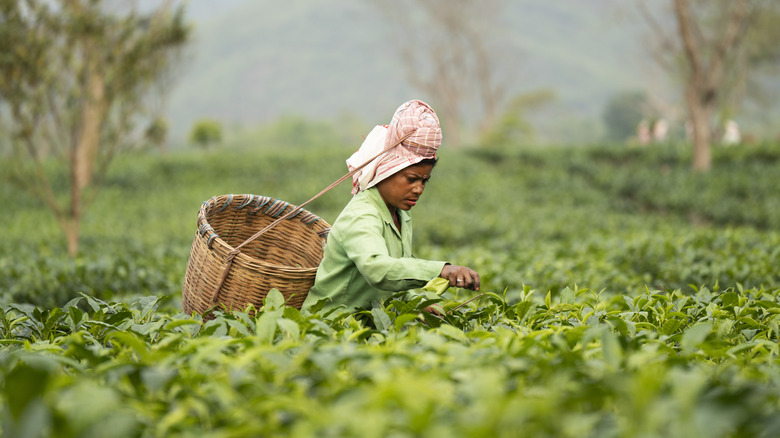 Une personne cueille du thé en Assam, en Inde, portant une chemise verte et une écharpe à cheveux rose