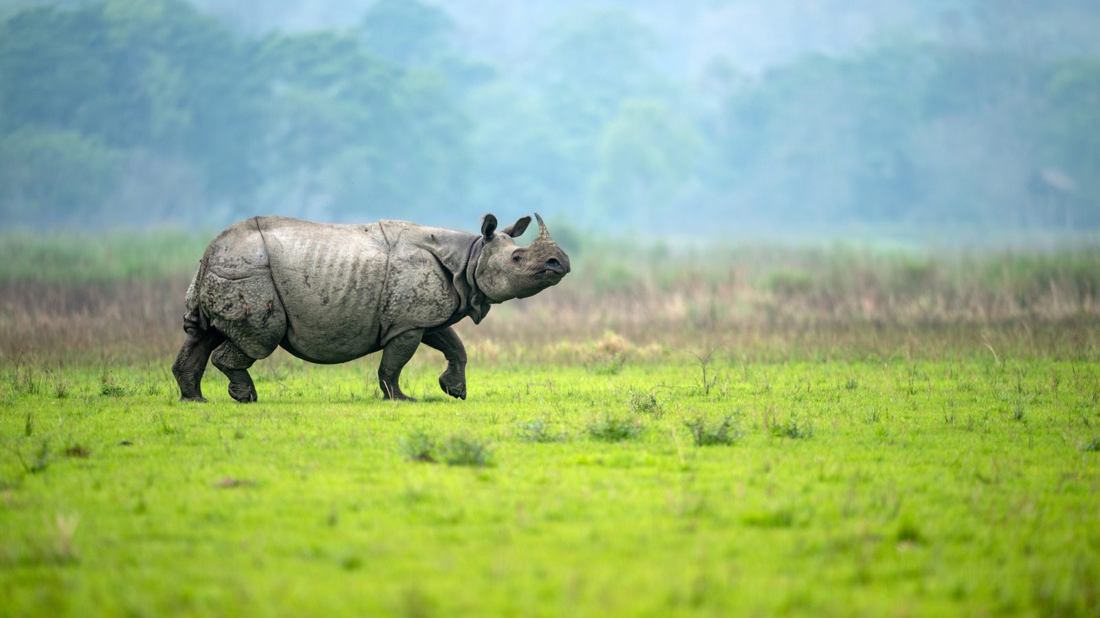 Les bords de la région des montagnes non équipées de l'Inde avec des pyramides anciennes, des parcs fauniques et des jardins de thé gracieux