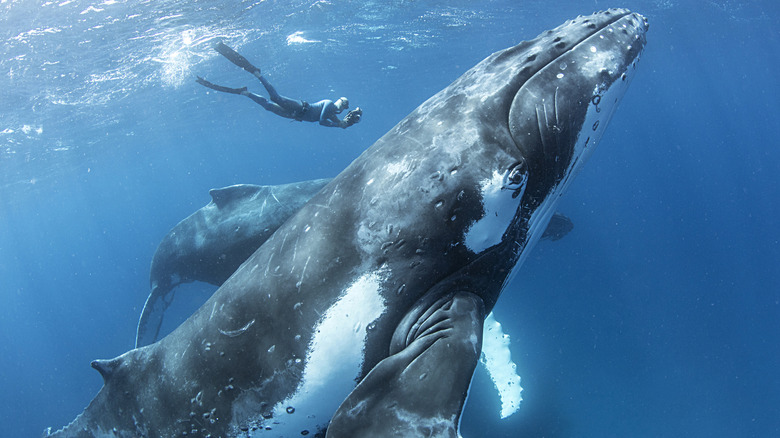 Un nageur photographie une baleine sous l'eau dans les Tonga