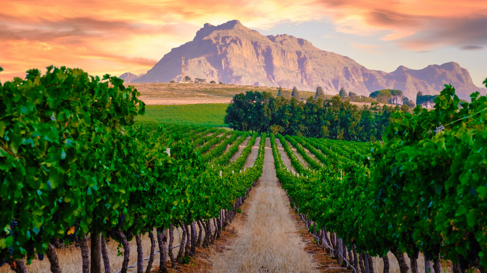 Une expérience de la Napa Valley, conviviale, se trouve dans cette région sud-africaine emblématique avec des vins de classe mondiale