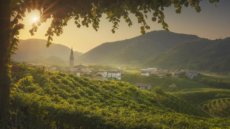 Vineyards Prosecco à l'extérieur de la ville italienne de Treviso